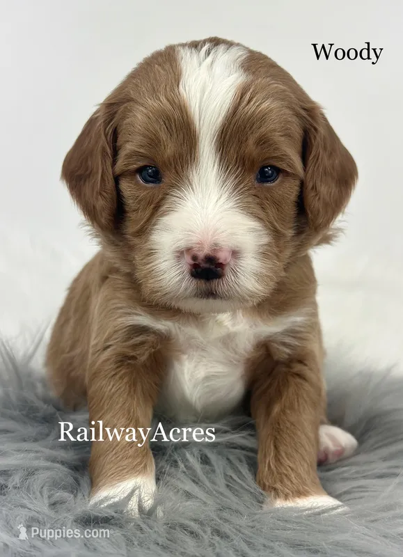 Woody – Miniature Goldendoodle puppy for sale in Milford, IN