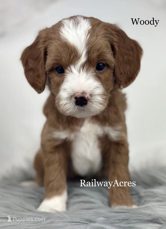 Woody – Miniature Goldendoodle puppy for sale in Milford, IN