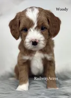 Woody, a male Miniature Goldendoodle for sale in Milford, IN – 3 of 4