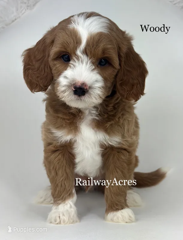 Woody – Miniature Goldendoodle puppy for sale in Milford, IN