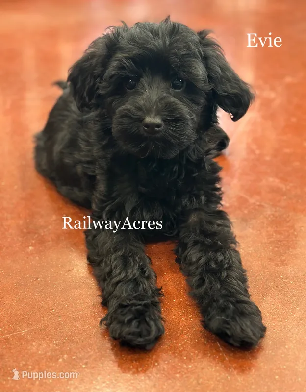Evie – Miniature Goldendoodle puppy for sale in Milford, IN