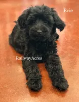Evie, a female Miniature Goldendoodle for sale in Milford, IN – 1 of 3