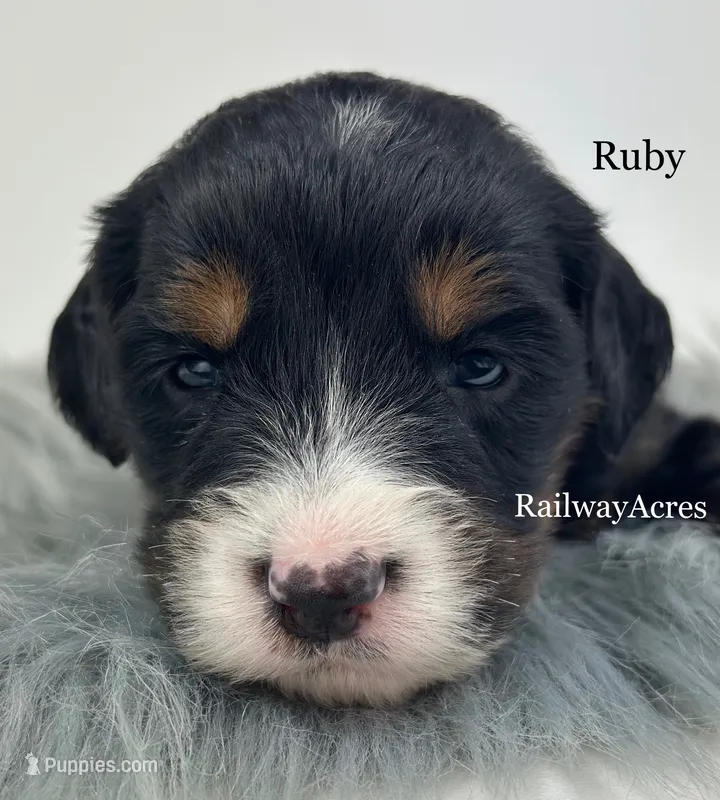 Ruby – Miniature Bernedoodle puppy for sale in Milford, IN