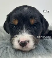 Ruby, a male Miniature Bernedoodle for sale in Milford, IN – 1 of 2