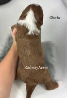 Gloria, a female Miniature Goldendoodle for sale in Milford, IN – 3 of 3