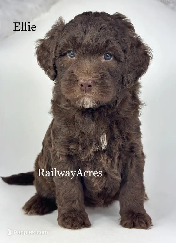 Ellie – Golden Mountain Doodle puppy for sale in Milford, IN