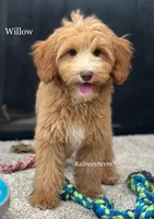 Willow, a female Miniature Goldendoodle for sale in Milford, IN – 1 of 5