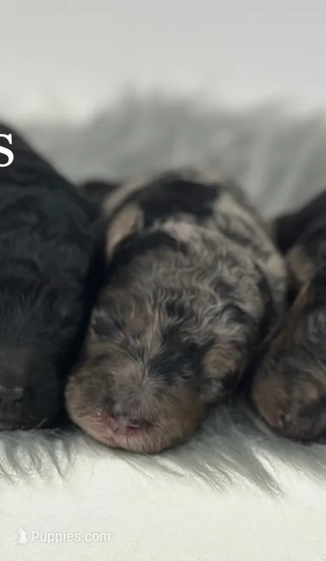 Boy 4- Merle – Miniature Goldendoodle puppy for sale in Milford, IN