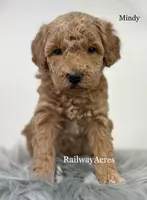 Mindy- Petite, a female Miniature Goldendoodle for sale in Milford, IN – Photo 6 of 7