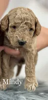 Mindy- Petite, a female Miniature Goldendoodle for sale in Milford, IN – Photo 7 of 7