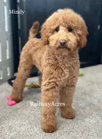 Mindy- Petite, a female Miniature Goldendoodle for sale in Milford, IN – Photo 3 of 7
