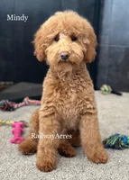 Mindy- Petite, a female Miniature Goldendoodle for sale in Milford, IN – Photo 1 of 7