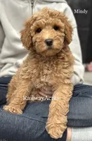 Mindy- Petite, a female Miniature Goldendoodle for sale in Milford, IN – Photo 5 of 7