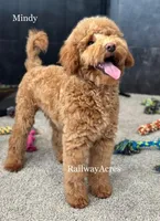 Mindy- Petite, a female Miniature Goldendoodle for sale in Milford, IN – Photo 2 of 7