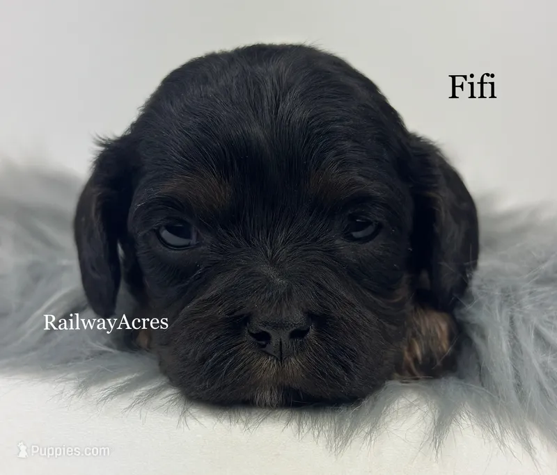 Fifi – Cavapoo puppy for sale in Milford, IN