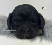Fifi, a female Cavapoo for sale in Milford, IN – 1 of 5