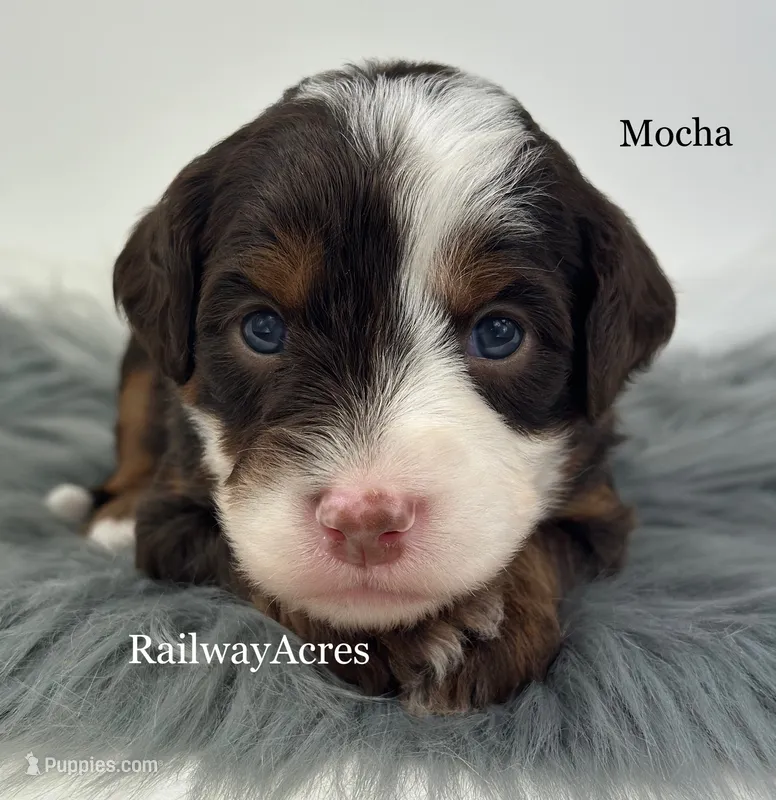 Mocha – Miniature Bernedoodle puppy for sale in Milford, IN