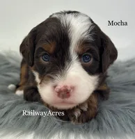 Mocha, a female Miniature Bernedoodle for sale in Milford, IN – 1 of 2