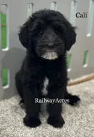Cali, a female Miniature Goldendoodle for sale in Milford, IN – 1 of 3