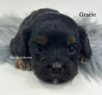 Gracie, a female Cavapoo for sale in Milford, IN – 1 of 4