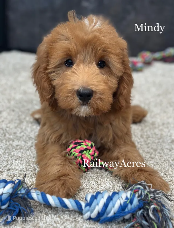 Mindy-Medium – Goldendoodle puppy for sale in Milford, IN