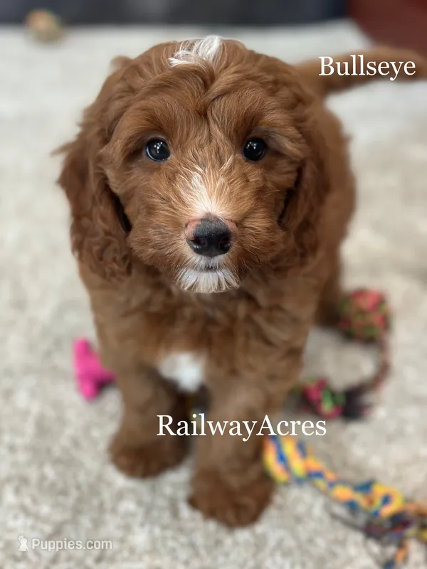 Bullseye – Miniature Goldendoodle puppy for sale in Milford, IN