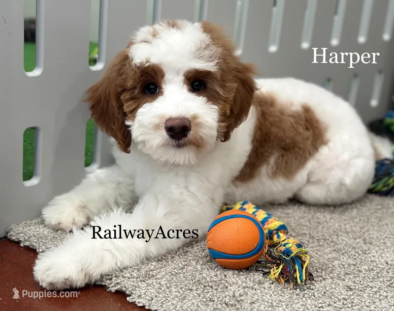 Harper-F1b Mini – Miniature Goldendoodle puppy for sale in Milford, IN