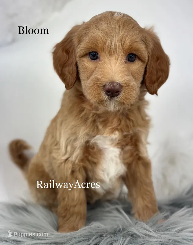 Bloom – Miniature Goldendoodle puppy for sale in Milford, IN
