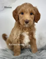 Bloom, a female Miniature Goldendoodle for sale in Milford, IN – Photo 1 of 2