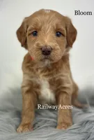 Bloom, a female Miniature Goldendoodle for sale in Milford, IN – Photo 2 of 2