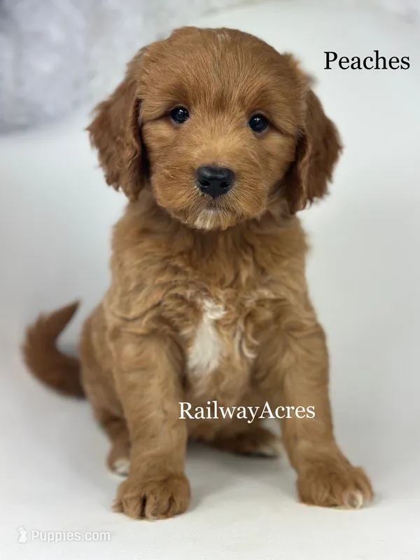 Peaches-Medium – Goldendoodle puppy for sale in Milford, IN