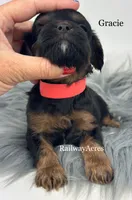 Gracie, a female Cavapoo for sale in Milford, IN – 2 of 4