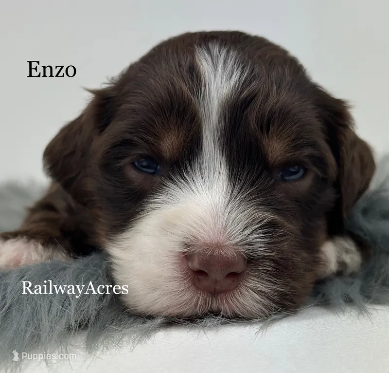 Enzo – Miniature Bernedoodle puppy for sale in Milford, IN