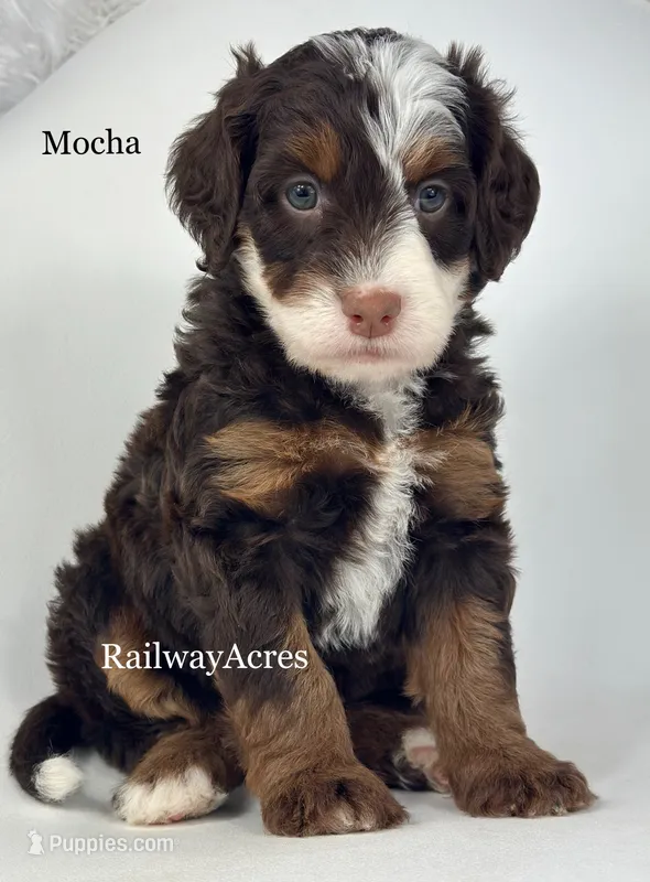 Mocha – Miniature Bernedoodle puppy for sale in Milford, IN