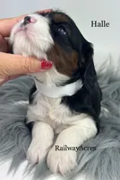 Halle, a female Cavapoo for sale in Milford, IN – 3 of 7
