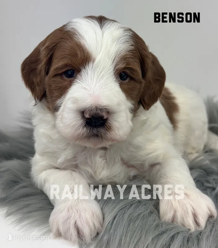 Benson-Mini