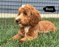 Buzz, a male Miniature Goldendoodle for sale in Milford, IN – 4 of 9