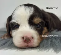 Brownie, a female Miniature Bernedoodle for sale in Milford, IN – 1 of 2
