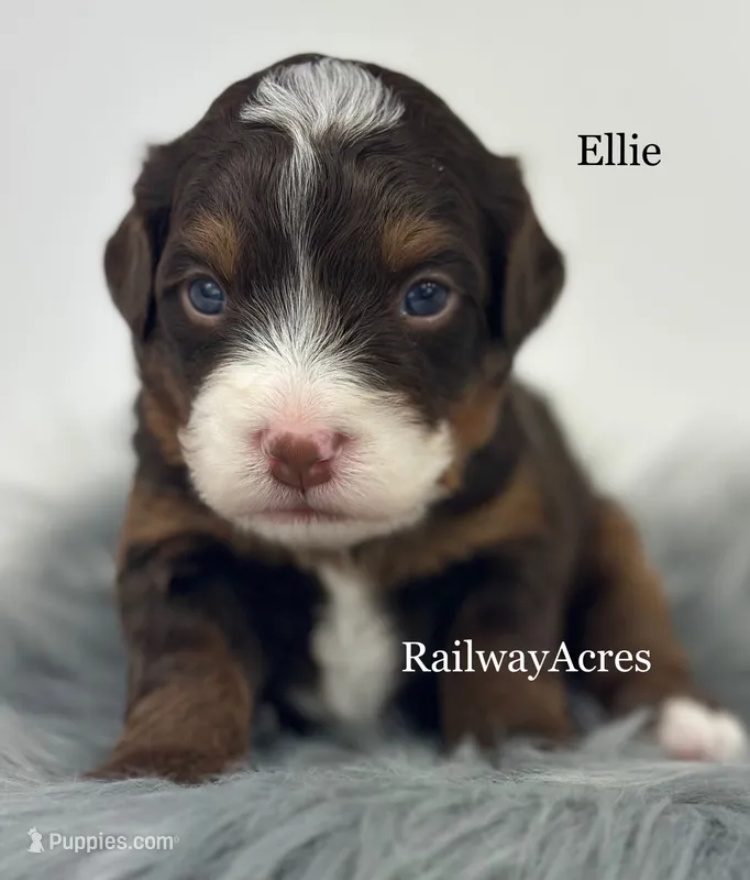 Ellie – Miniature Bernedoodle puppy for sale in Milford, IN