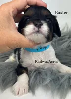 Baxter, a male Cavapoo for sale in Milford, IN – 2 of 4