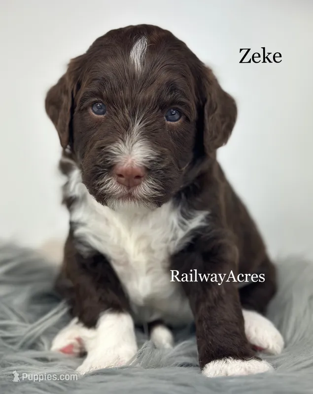 Zeke – Golden Mountain Doodle puppy for sale in Milford, IN