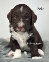 Zeke, a male Golden Mountain Doodle for sale in Milford, IN – 1 of 1