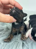 Girl 2, a female Cavapoo for sale in Milford, IN – 1 of 2