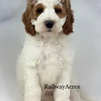 Lola-Mini, a female Miniature Goldendoodle for sale in Milford, IN – Photo 1 of 7