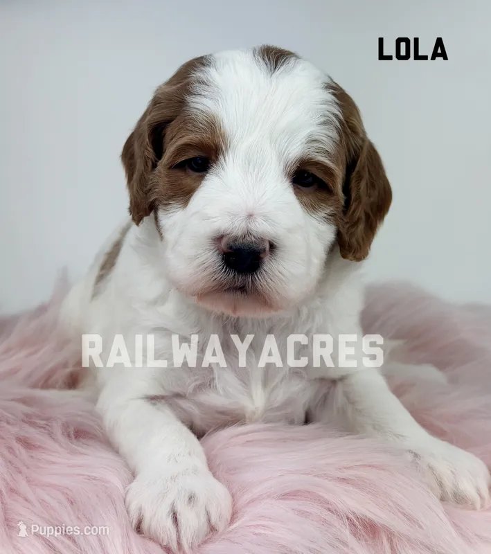 Lola-Mini