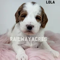 Lola-Mini, a female Miniature Goldendoodle for sale in Milford, IN – Photo 4 of 7