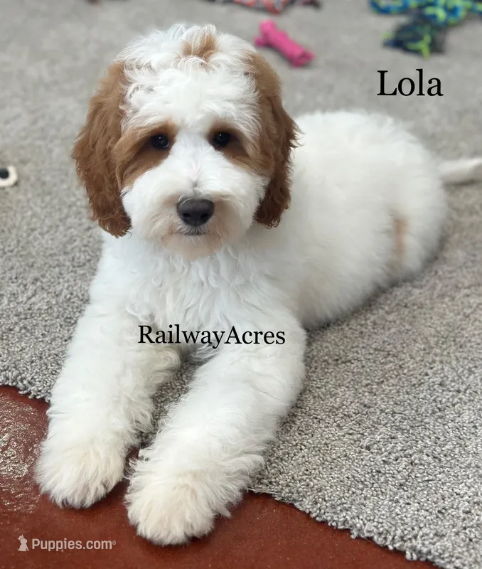 Lola-Mini – Miniature Goldendoodle puppy for sale in Milford, IN
