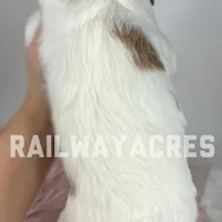 Lola-Mini, a female Miniature Goldendoodle for sale in Milford, IN – Photo 5 of 7