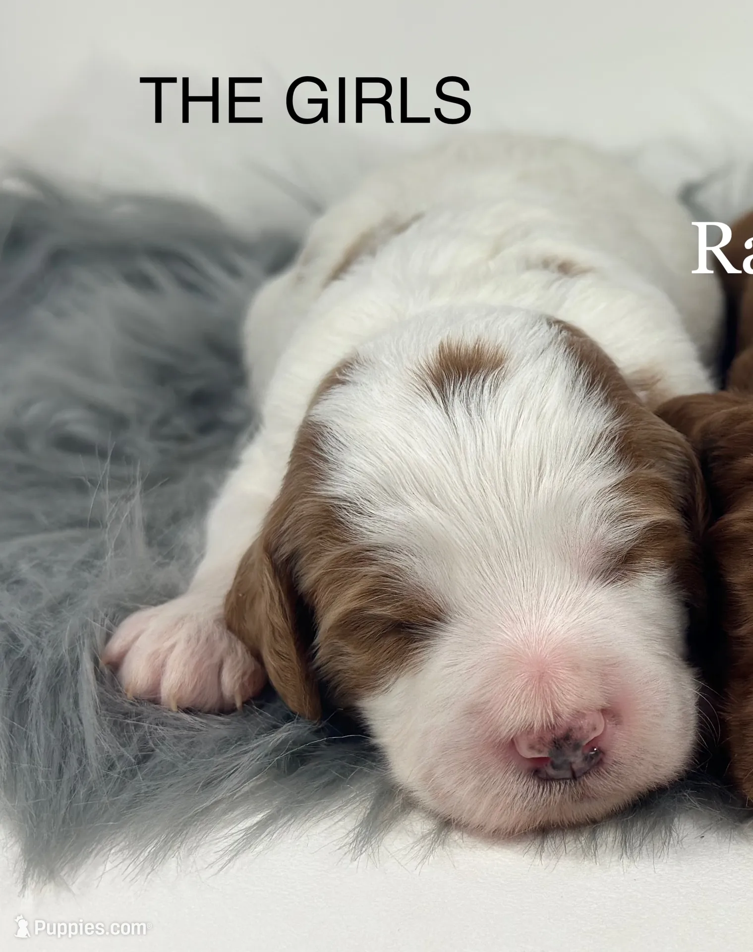 processed/68ba3d96-5364-47ee-915d-4f1771cd40e0/listing/55e91acd-5ec9-4ae7-8d33-b43f4adb6904/a2b1b409-5f0b-465d-a927-ec148b3f5c60