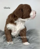 Gloria, a female Miniature Goldendoodle for sale in Milford, IN – 2 of 3